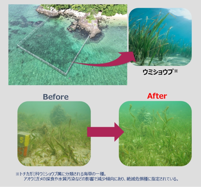 石垣島野底地域の様子