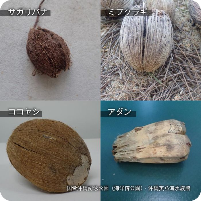 漂着種子